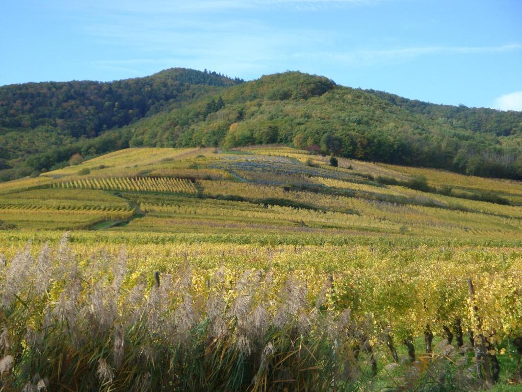 Gites Les Cepages Ammerschwihr Exterior foto